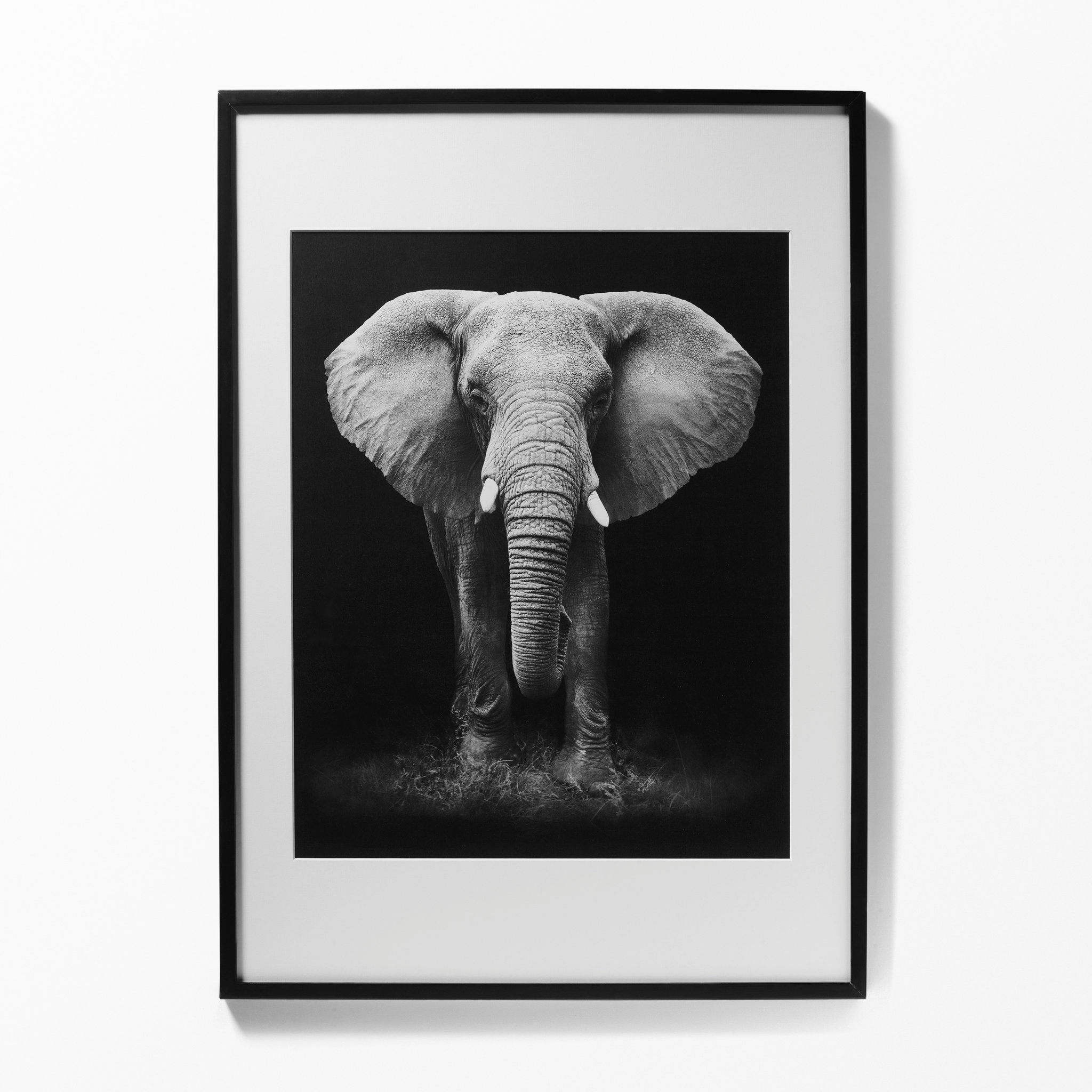 tavla med elefant tavla med elefant