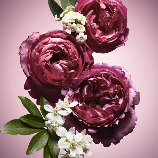 Flowerbomb Nectar Edp Fran Viktor Rolf Ahlens Flowerbomb Nectar Edp Fran Viktor Rolf Ahlens